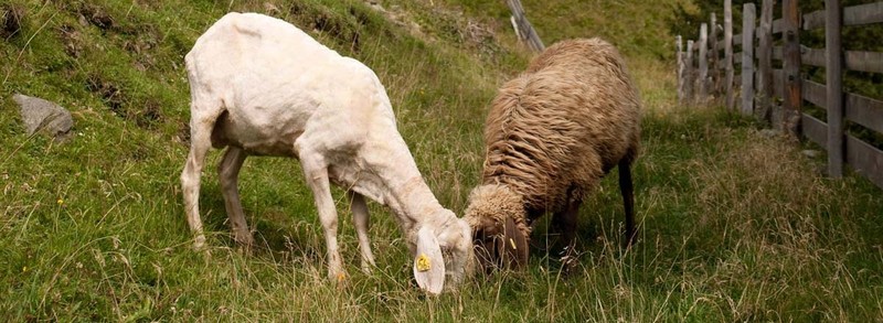 Apdorojama avių vilna, pritaikant ją termo ir garso izoliacijos gaminiams