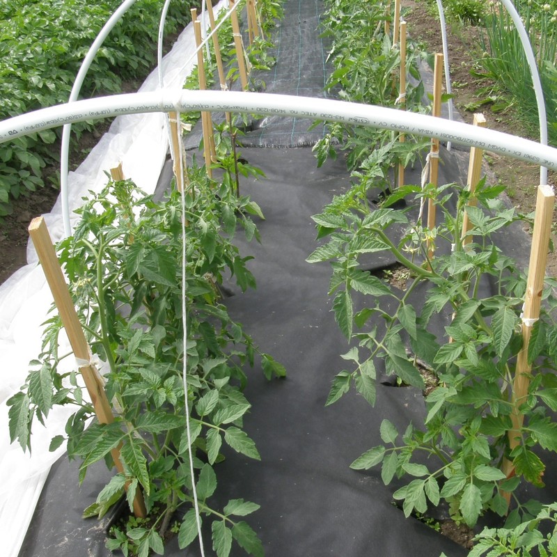 Pomidorų auginimas lauke
